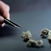 From Reggie to Riches: Uncovering the Hidden Gems of Affordable Weed