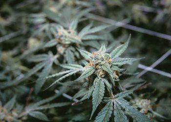 Do’s And Don’Ts Of Cultivating Motor Breath Seeds Strain