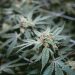 Do’s And Don’Ts Of Cultivating Motor Breath Seeds Strain