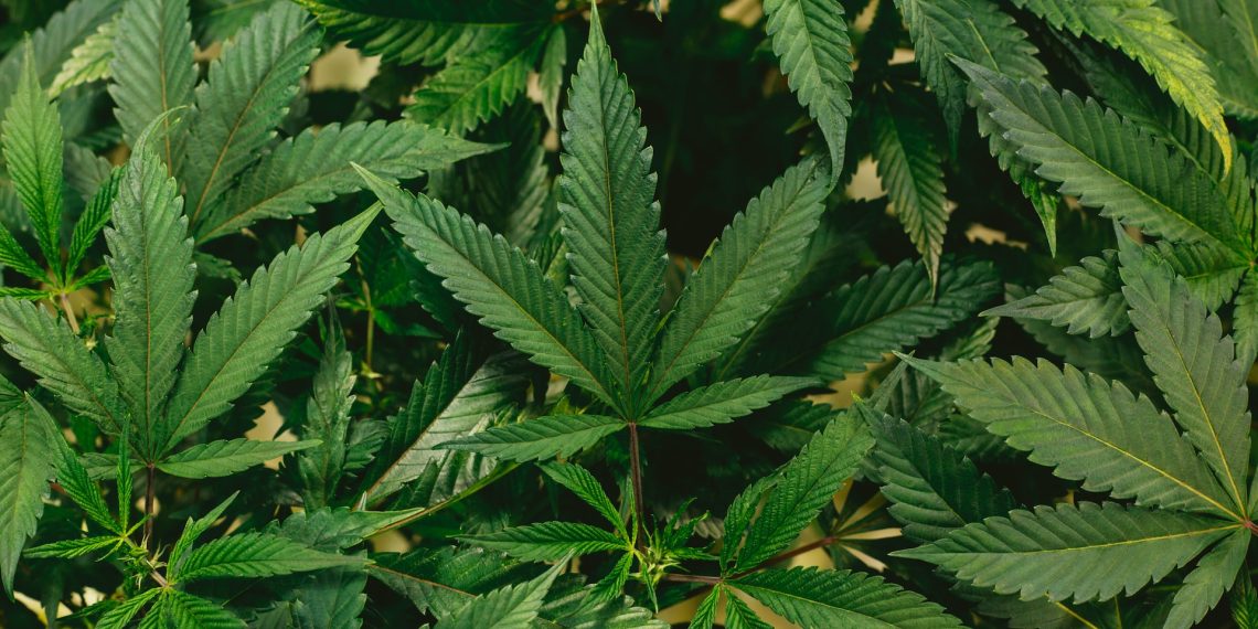 How to Choose the Right Medical Marijuana Strains for Your Condition