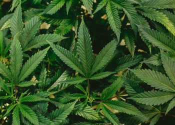 How to Choose the Right Medical Marijuana Strains for Your Condition