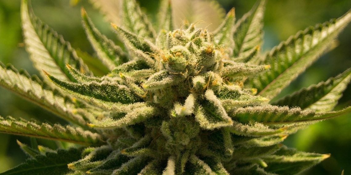 Why Shop for a CBD Flower from a Supplier in UK