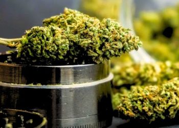 The Transformative Impact of the Legalization of Weed in Thailand