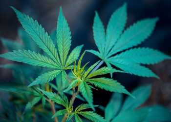 Legal State of Cannabinoids in Sweden