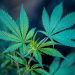 Legal State of Cannabinoids in Sweden