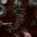 The Transformative Impact of the Legalization of Weed in Thailand