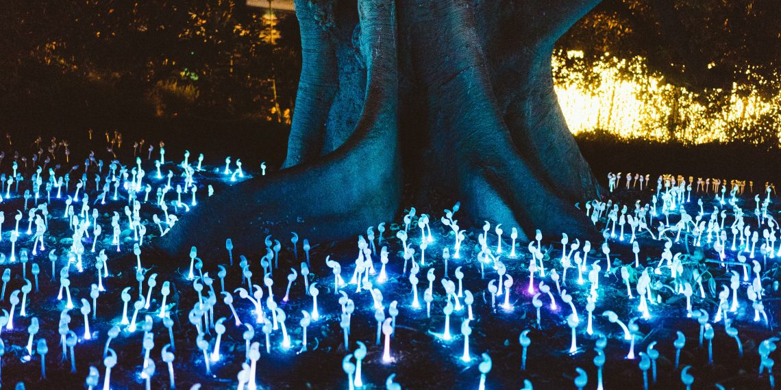 Magic Mushrooms and Mental Health: Potential Benefits and Risks