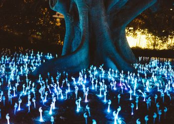 Magic Mushrooms and Mental Health: Potential Benefits and Risks